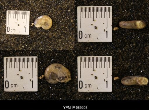 Discoscaphites rossi