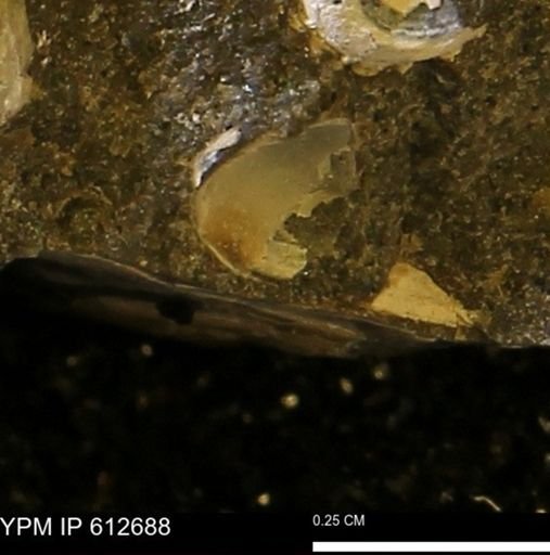 undet. Bivalvia