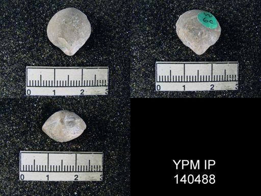 Spirigerella sp.