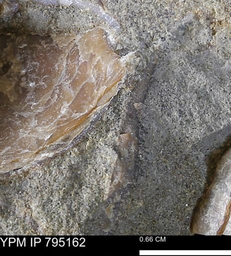 undet. Bivalvia