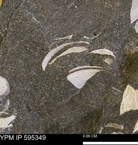 Protocardia sp.