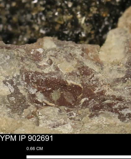 undet. Mollusca
