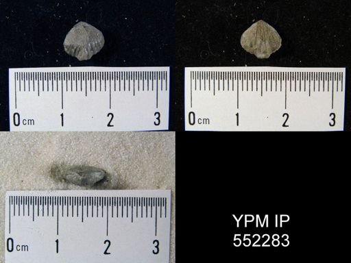 Anoplotheca plicatula