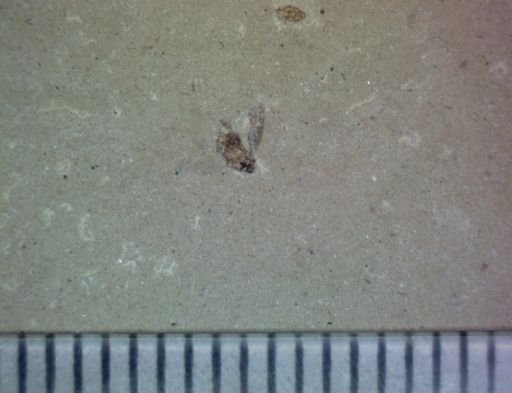 undet. Hemiptera