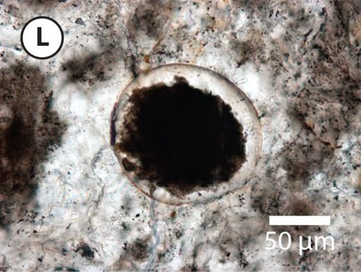 Leiosphaeridia tenuissima
