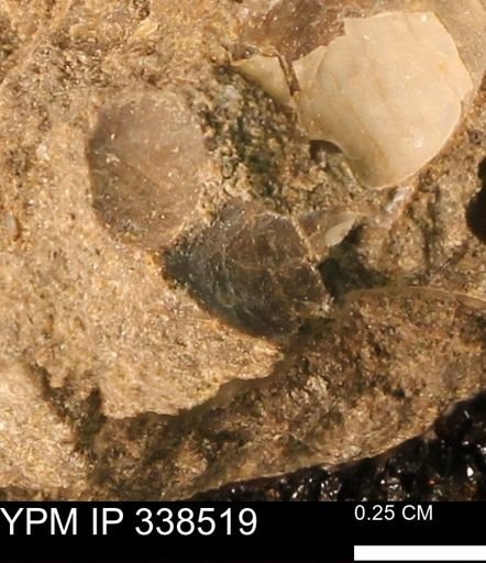 Protocardia subquadrata