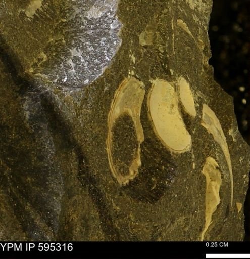 undet. Gastropoda