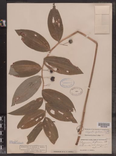 Polygonatum pubescens