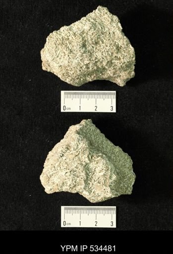 Serpulites coacervata