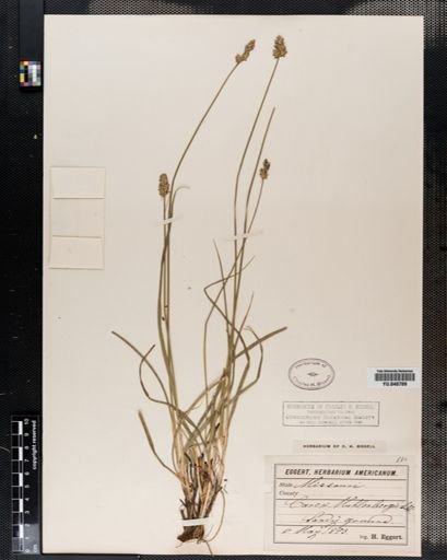 Carex muhlenbergii