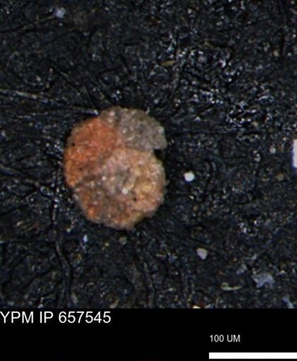 Alveolophragmium linki