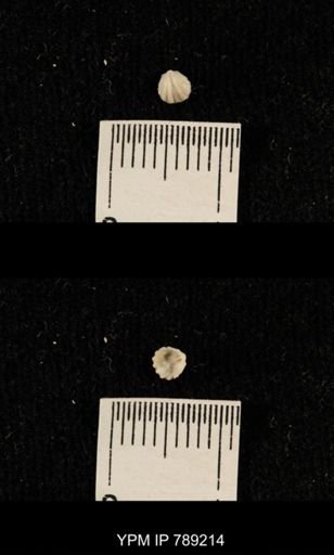 undet. Brachiopoda