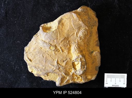 Asteriacites sp.