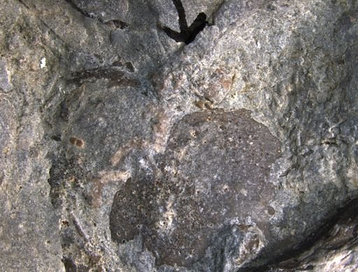 Aplocoma damesii