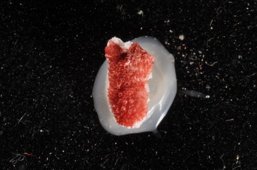 Celleporina robertsoniae