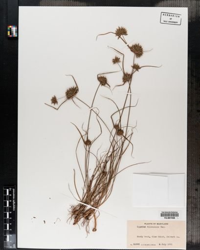 Plantae