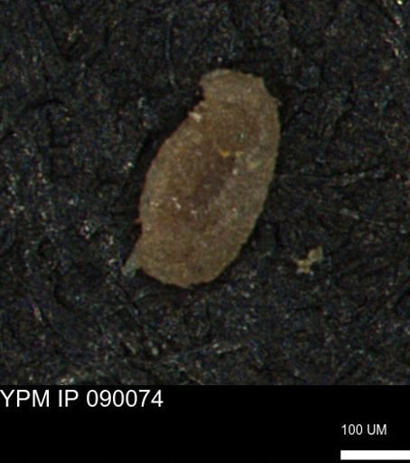 Miliammina manitobensis
