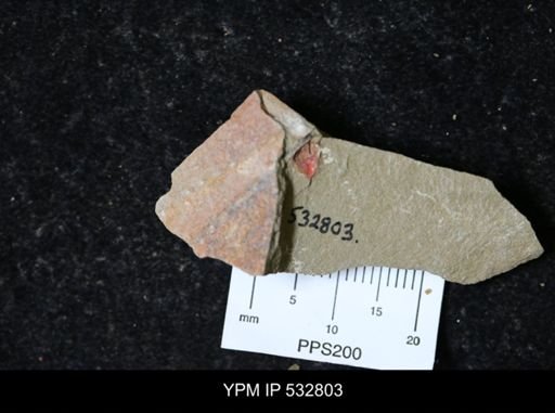 undet. Xiphosurida