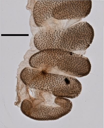 Physalia physalis