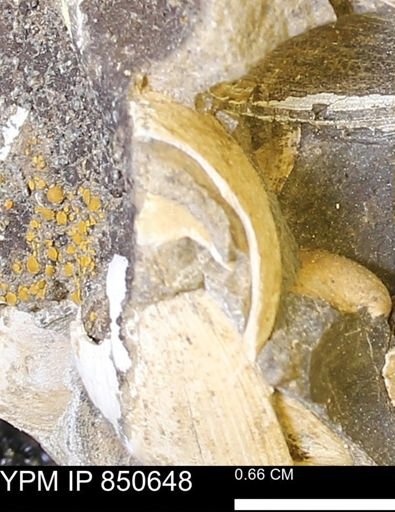 Limopsis striatopunctatus