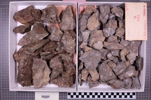 mixed taxa, stratigraphic collection