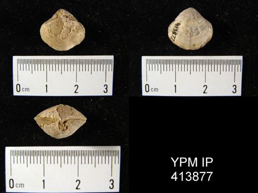 Athyris sp.