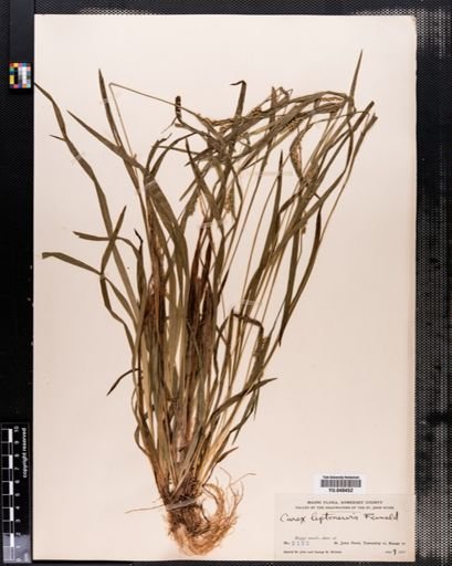 Carex leptonervia