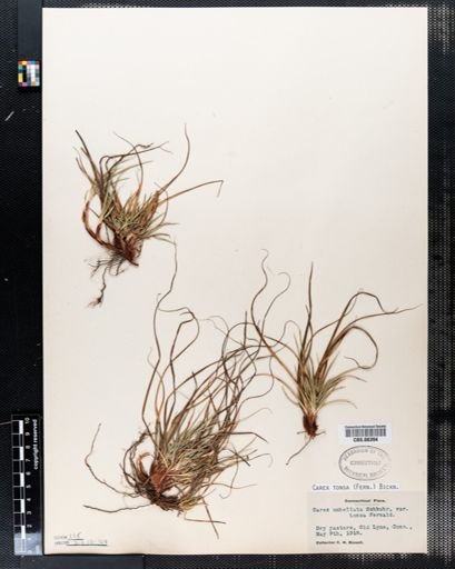 Carex tonsa