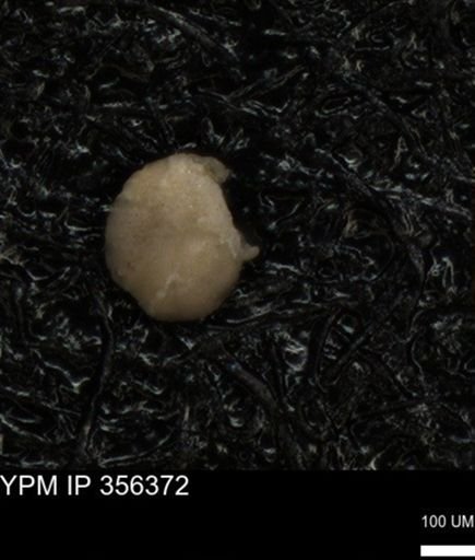 undet. Foraminiferida