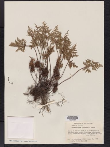 Cheilanthes