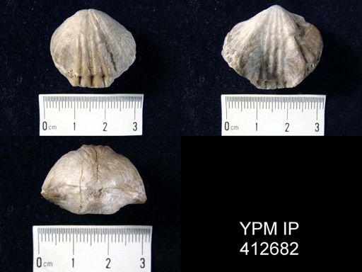 Eatonia sp.