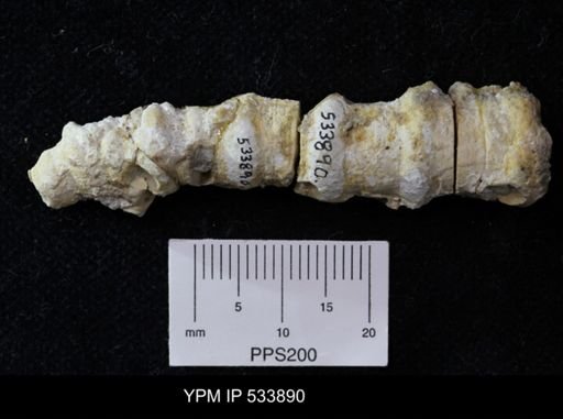 undet. Crinoidea
