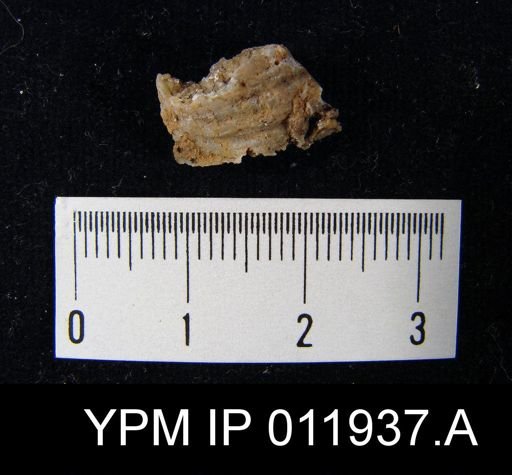 Richthofenia permiana