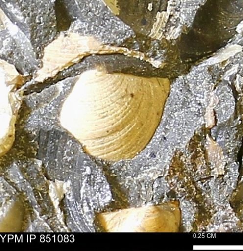 Limopsis striatopunctatus