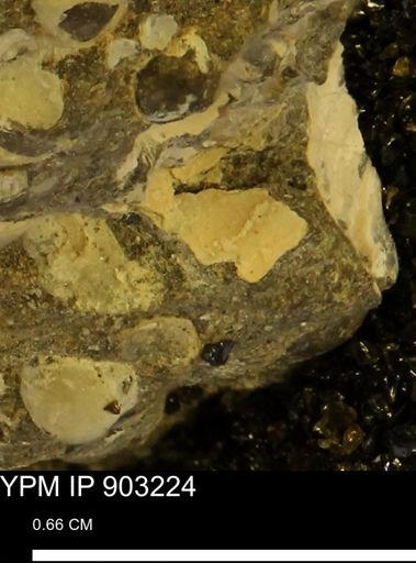 undet. Mollusca