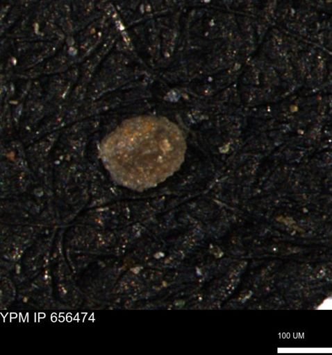 Glomospira reata