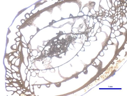 Pseudoschwagerina texana texana