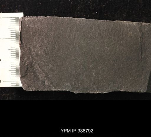 undet. Spinicaudata