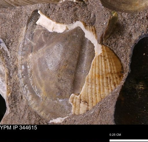 Parallelodon (Cosmetodon) sp.