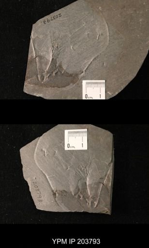 undet. Crinoidea