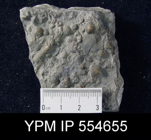Hyattidina congesta junea
