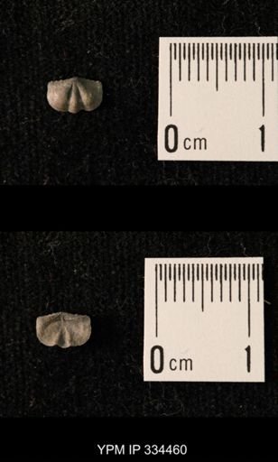 Mesolobus lioderma