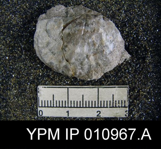 Meekella irregularis texana