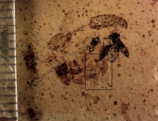 undet. Diptera