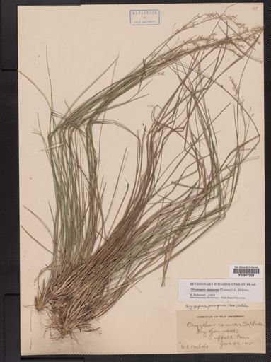 Oryzopsis pungens