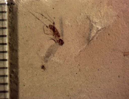 undet. Diptera