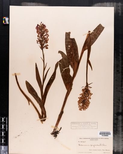 Habenaria