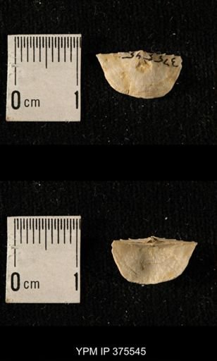 Chonetes granulifer