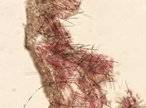 Erylus sp.