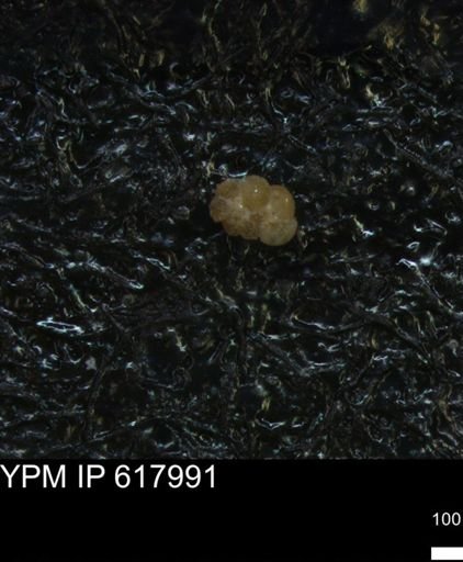 undet. Foraminiferida